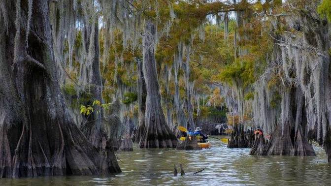 How do you feel about Swamps?