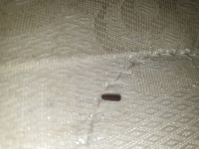 Is this a mouse poo?