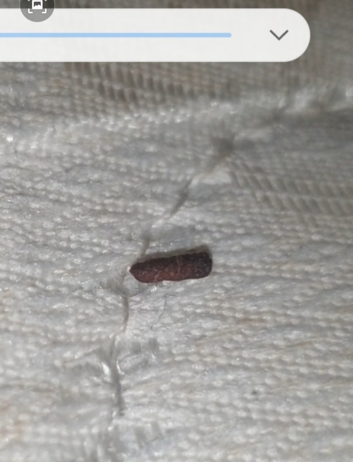 Is this a mouse poo?