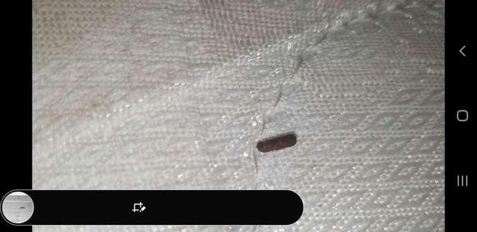 Is this a mouse poo?