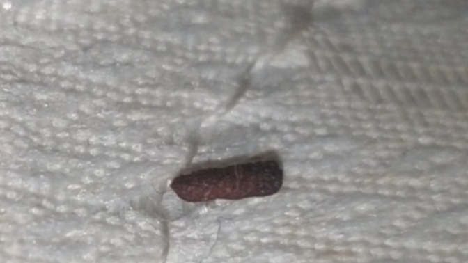 Is this a mouse poo?