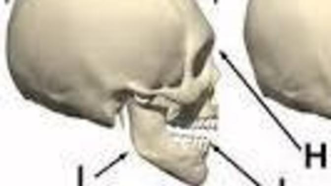 Are facial features really passed on genetically?
