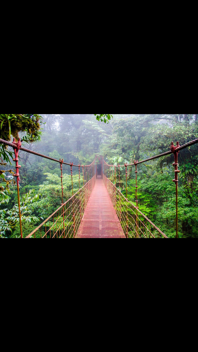 How do you feel about Jungles?