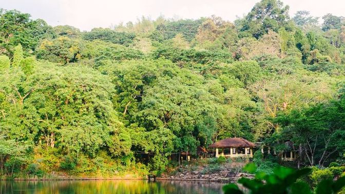 How do you feel about Jungles?