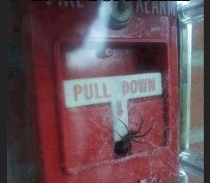 You spot a big fire in a building but theres a spider on the only alarm, what do you do?