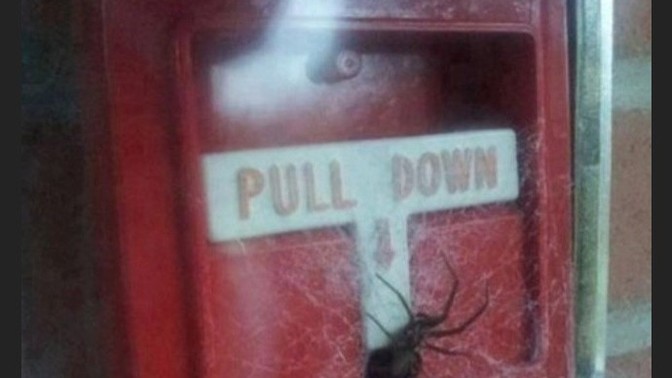You spot a big fire in a building but there's a spider on the only alarm, what do you do?