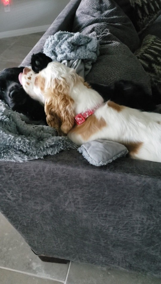 Do your pets get along well?