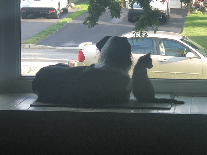 Do your pets get along well?