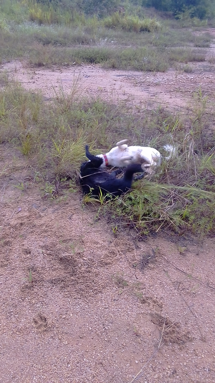 Do your pets get along well?