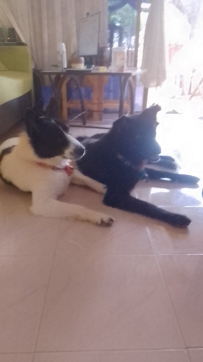 Do your pets get along well?