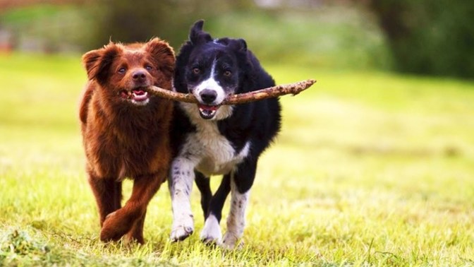Do your pets get along well?
