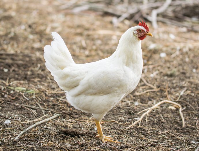 Which came first the chicken or the egg?