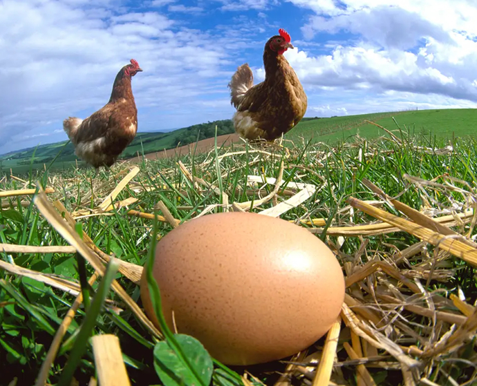 THE EGG CAME FIRST