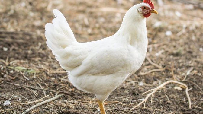 Which came first the chicken or the egg?