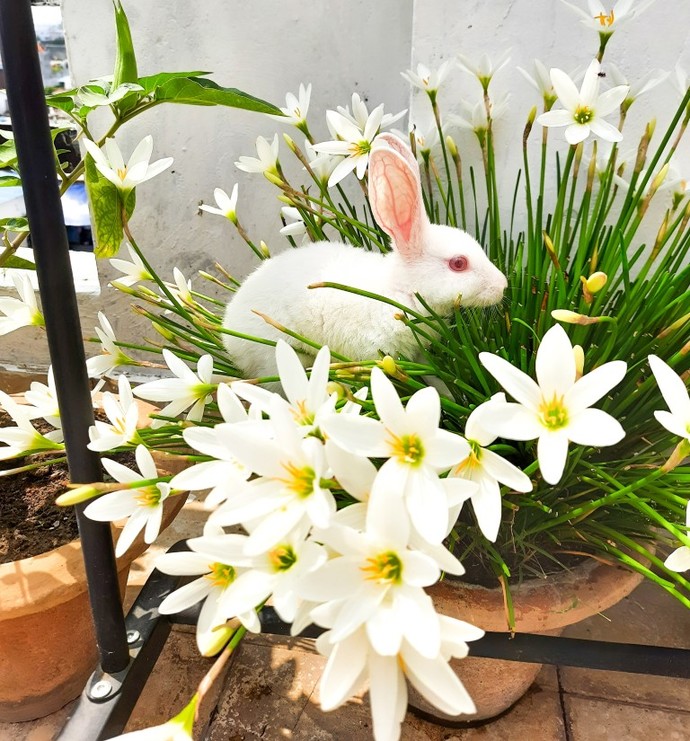 Would/do you have a pet rabbit?