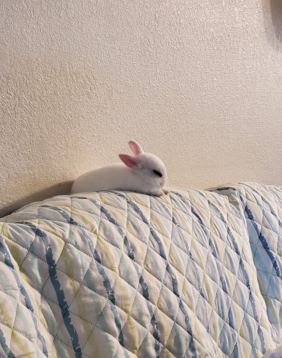 Would/do you have a pet rabbit?