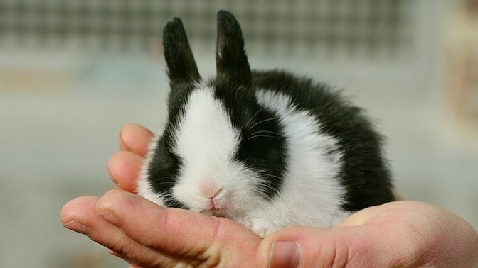 Would/do you have a pet rabbit?