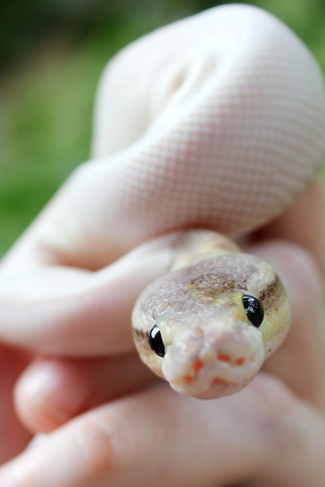 Do you find frogs cute?