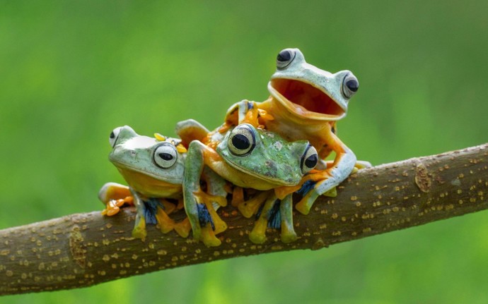Do you find frogs cute?