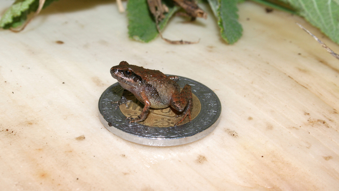 Mexican mini-frog... fingernail size
