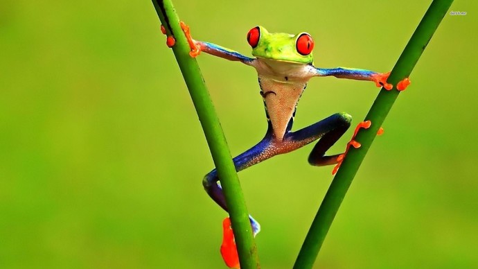 Do you find frogs cute?