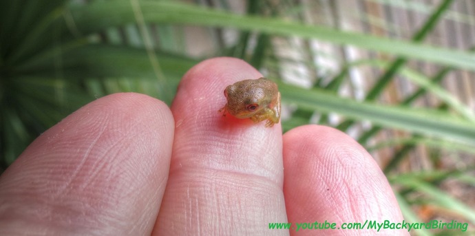Do you find frogs cute?