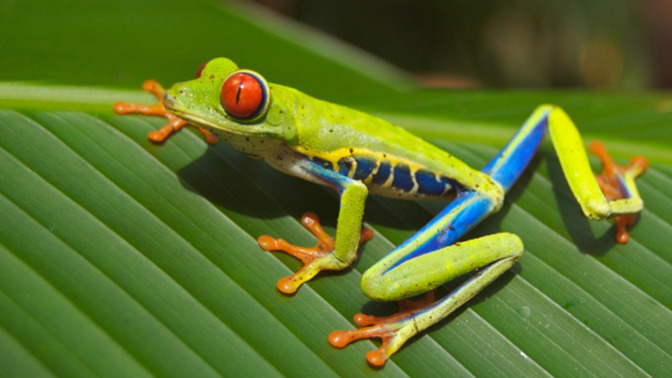 Do you find frogs cute?