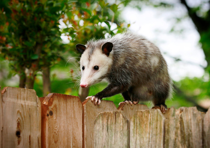 If you could tame any wild animal and keep it as a pet, what animal would you tame?