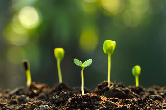 What do you think about composting a human body after death?