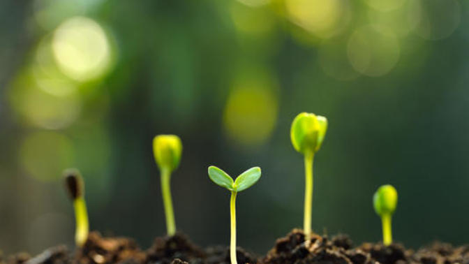 What do you think about composting a human body after death?