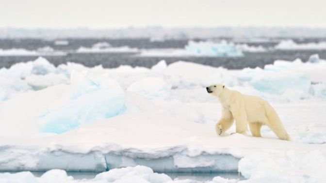 How do you feel about the arctic?