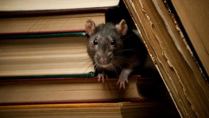 What's your method to get rid of mice in your home?