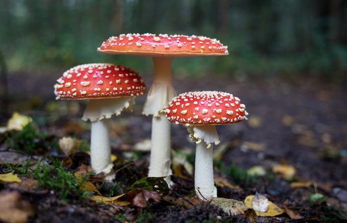 Are mushrooms vegan?