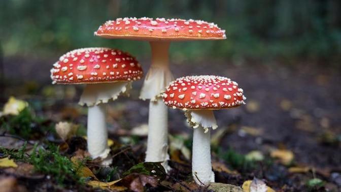 Are mushrooms vegan?