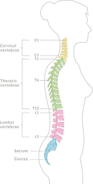Is your spine curvy?
