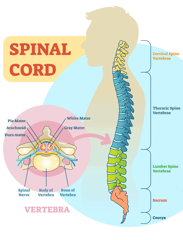 Is your spine curvy?