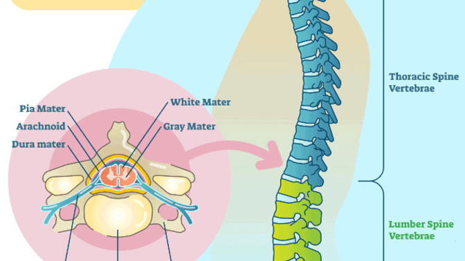 Is your spine curvy?