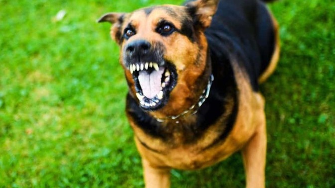 Have you ever been attacked by an animal?