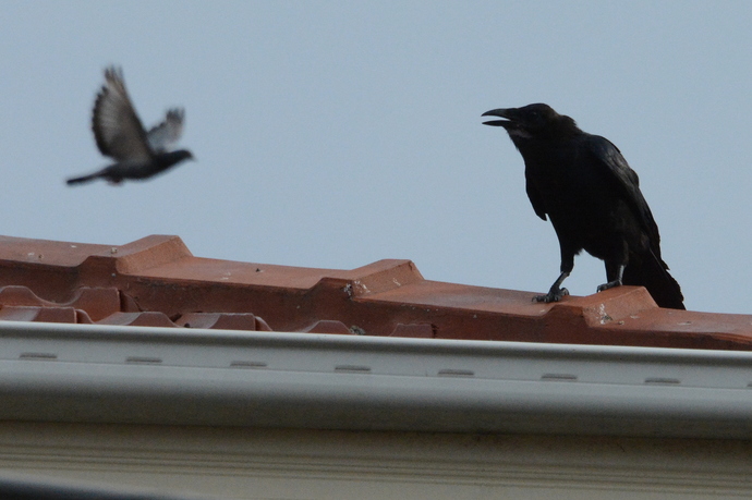 Ever been woken up/kept awake by wildlife?
