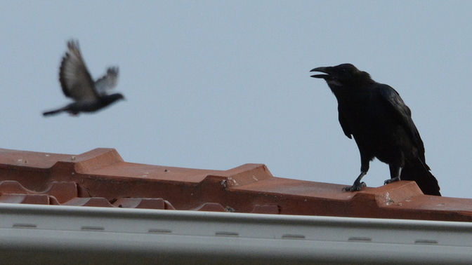 Ever been woken up/kept awake by wildlife?