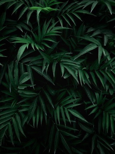 What do you have as your phone wallpaper?
