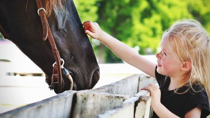 Have you ever talked to a stallion?