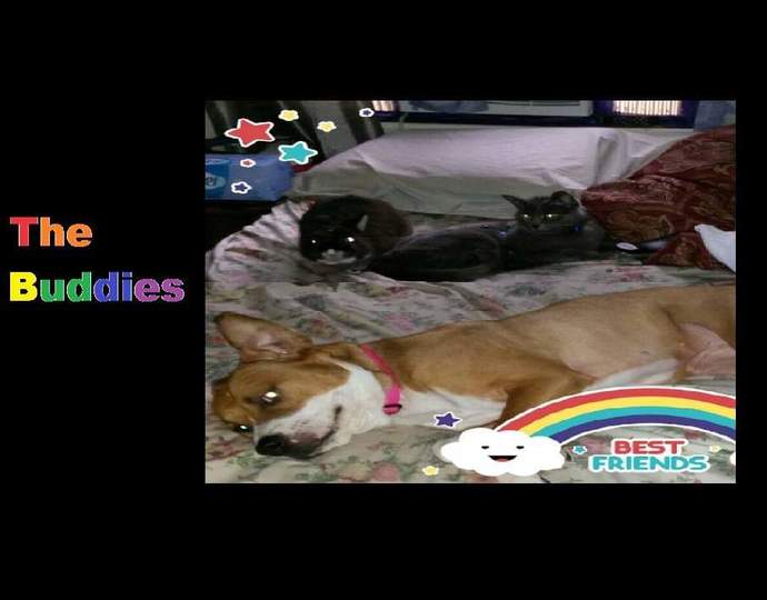 What kind of pets do you have now?