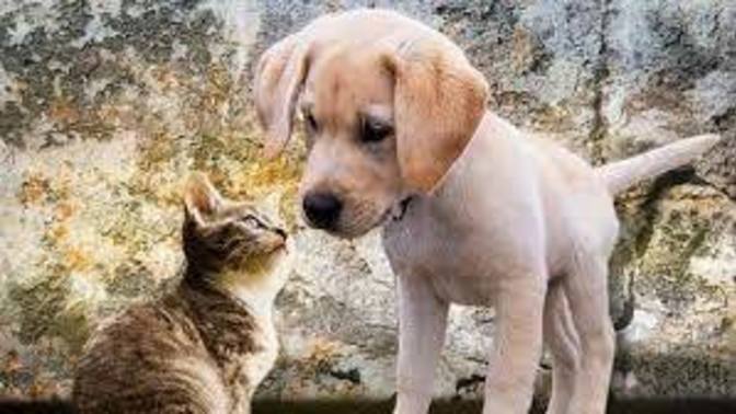 October 4th, World Animal Day! What to do for the Animals in Need?