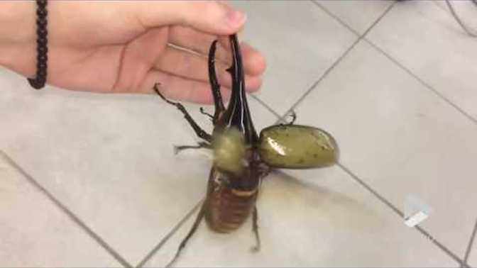 Would you love to have a Hercules beetle as your pet?