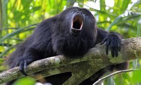 What animal has the coolest voice 😎 ?