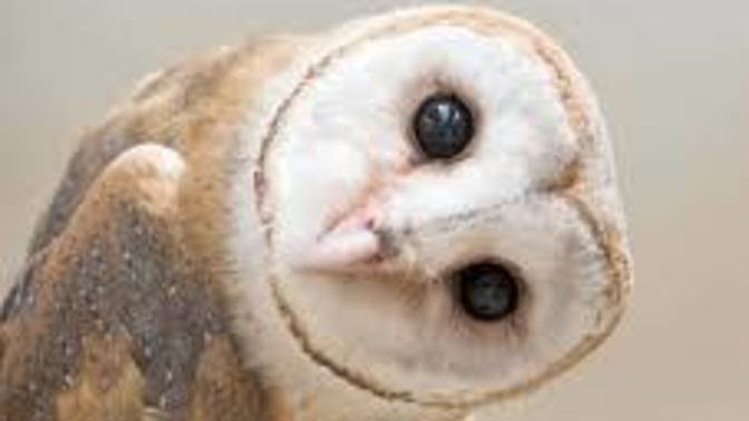 What animal has the coolest voice 😎 ?