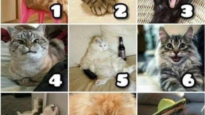 On a scale of cat, how are you feeling today?