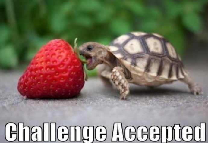 Do you think turtles are funny?