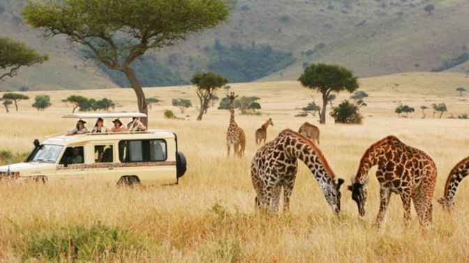 Would you want to go on a wild animal safari in Africa?